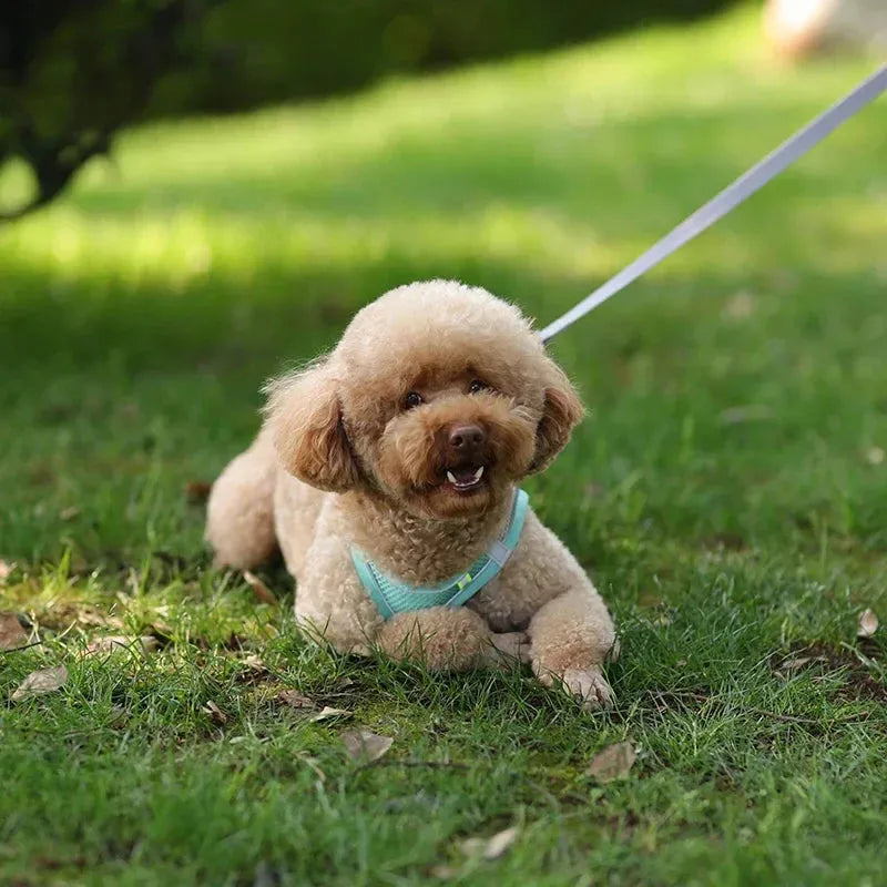 The Growing Mart Puppy Harness Set Adjustable No-Pull Leash Combo