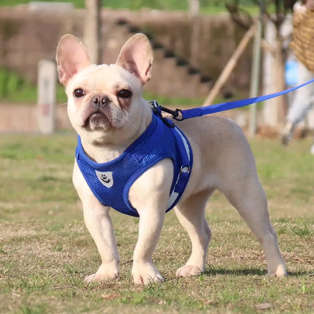The Growing Mart Adjustable Reflective Dog Chest Strap Harness for Safe Walks