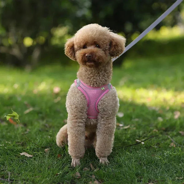 The Growing Mart Puppy Harness Set Adjustable No-Pull Leash Combo